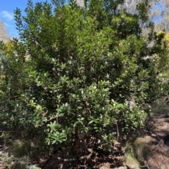 Arbutus unedo (Strawberry Tree) at Caladenia Forest, O'Connor - 3 Sep 2022 by Steve_Bok