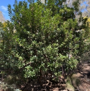 Arbutus unedo at O'Connor, ACT - 3 Sep 2022 11:22 AM