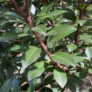 Arbutus unedo at O'Connor, ACT - 3 Sep 2022