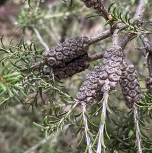 Melaleuca parvistaminea at O'Connor, ACT - 3 Sep 2022