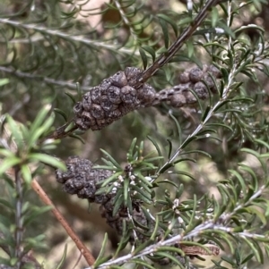 Melaleuca parvistaminea at O'Connor, ACT - 3 Sep 2022