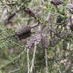 Melaleuca parvistaminea at O'Connor, ACT - 3 Sep 2022