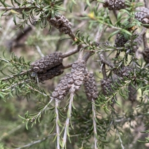 Melaleuca parvistaminea at O'Connor, ACT - 3 Sep 2022