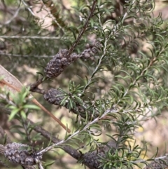 Melaleuca parvistaminea at O'Connor, ACT - 3 Sep 2022