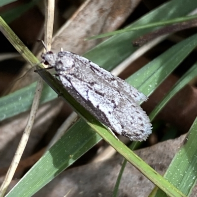 Philobota stella (A concealer moth) at O'Connor, ACT - 3 Sep 2022 by SteveBorkowskis