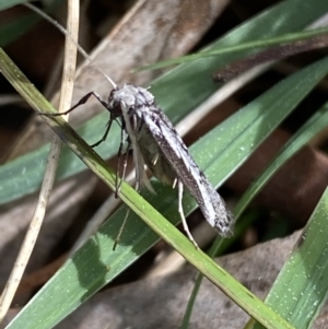 Philobota stella at O'Connor, ACT - 3 Sep 2022 09:42 AM