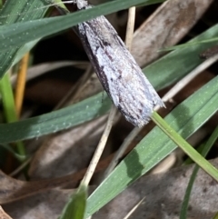 Philobota stella at O'Connor, ACT - 3 Sep 2022 09:42 AM