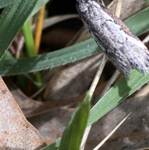 Philobota stella at O'Connor, ACT - 3 Sep 2022