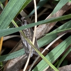 Philobota stella at O'Connor, ACT - 3 Sep 2022 09:42 AM