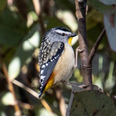 Pardalotus punctatus (Spotted Pardalote) at Booth, ACT - 31 Aug 2022 by SWishart