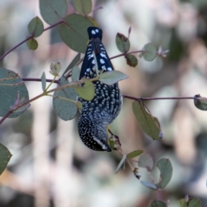 Pardalotus punctatus at Booth, ACT - 31 Aug 2022 02:22 PM