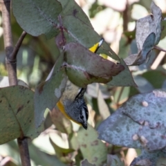 Pardalotus punctatus at Booth, ACT - 31 Aug 2022 02:22 PM