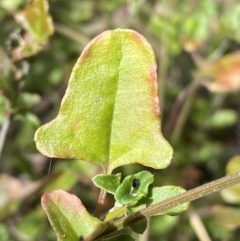 Einadia hastata (Berry Saltbush) at Caladenia Forest, O'Connor - 2 Sep 2022 by Steve_Bok