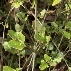 Einadia hastata at Acton, ACT - 3 Sep 2022 09:27 AM