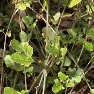 Einadia hastata at Acton, ACT - 3 Sep 2022 09:27 AM