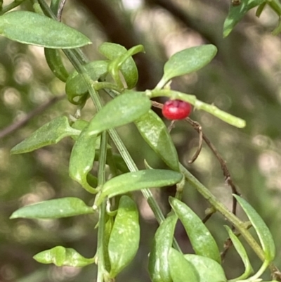 Einadia nutans (Climbing Saltbush) at Caladenia Forest, O'Connor - 3 Sep 2022 by SteveBorkowskis