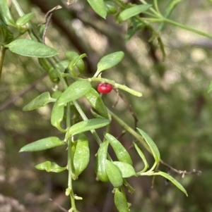 Einadia nutans at Acton, ACT - 3 Sep 2022