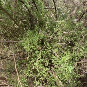 Einadia nutans at Acton, ACT - 3 Sep 2022 09:35 AM