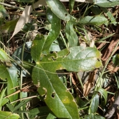 Passiflora caerulea at Turner, ACT - 3 Sep 2022