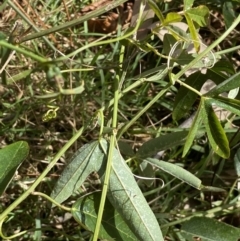 Passiflora caerulea at Turner, ACT - 3 Sep 2022 10:19 AM