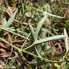 Passiflora caerulea at Turner, ACT - 3 Sep 2022 10:19 AM