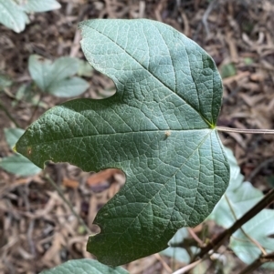 Passiflora cinnabarina at Acton, ACT - 3 Sep 2022