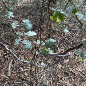 Passiflora cinnabarina at Acton, ACT - 3 Sep 2022