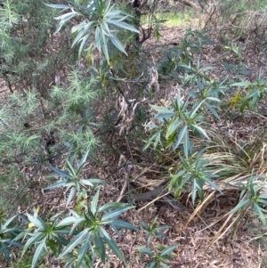 Solanum aviculare at Acton, ACT - 3 Sep 2022