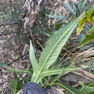 Solanum aviculare at Acton, ACT - 3 Sep 2022