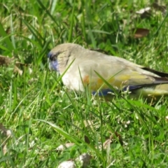 Northiella haematogaster (Greater Bluebonnet) at Lake Ginninderra - 3 Sep 2022 by TomW