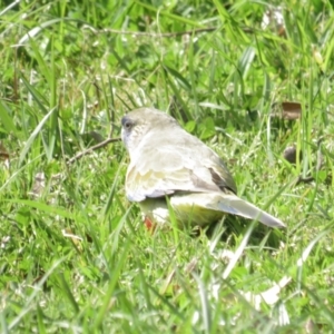 Northiella haematogaster at Belconnen, ACT - 3 Sep 2022