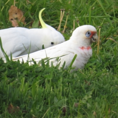 Cacatua tenuirostris (Long-billed Corella) at Griffith, ACT - 1 Sep 2022 by TomW