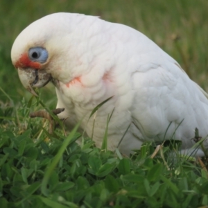 Cacatua tenuirostris at Griffith, ACT - 1 Sep 2022