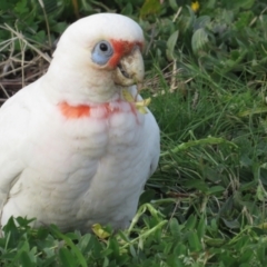 Cacatua tenuirostris at Griffith, ACT - 1 Sep 2022