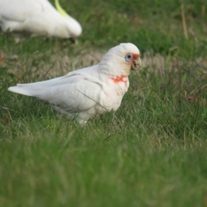 Cacatua tenuirostris at Griffith, ACT - 1 Sep 2022