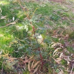 Acacia rubida at Molonglo Valley, ACT - 31 Aug 2022 10:30 AM