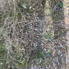 Dittrichia graveolens (Stinkwort) at Aranda Bushland - 3 Sep 2022 by lbradley