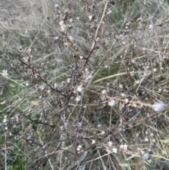 Dittrichia graveolens at Aranda, ACT - 3 Sep 2022