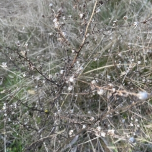 Dittrichia graveolens at Aranda, ACT - 3 Sep 2022