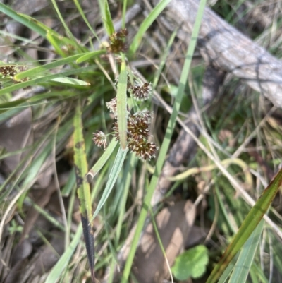 Luzula densiflora (Dense Wood-rush) at Aranda, ACT - 3 Sep 2022 by lbradley