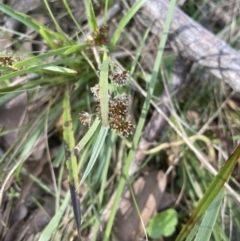 Luzula densiflora (Dense Wood-rush) at Molonglo Valley, ACT - 3 Sep 2022 by lbradley