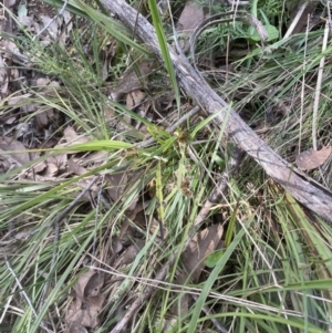 Luzula densiflora at Molonglo Valley, ACT - 3 Sep 2022