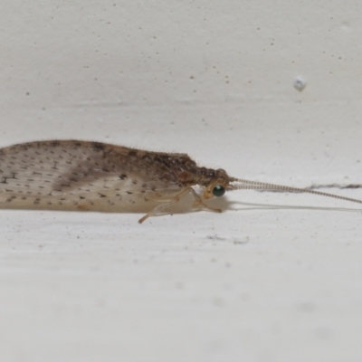 Unidentified Lacewing (Neuroptera) at Wellington Point, QLD - 25 Aug 2022 by TimL