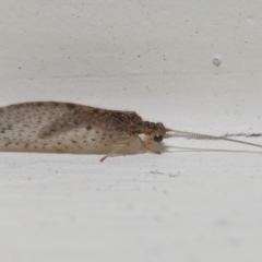 Unidentified Lacewing (Neuroptera) (TBC) at Wellington Point, QLD - 25 Aug 2022 by TimL