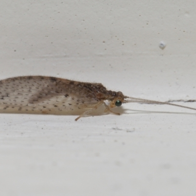 Unidentified Green Lacewing (Chrysopidae) at Wellington Point, QLD - 25 Aug 2022 by TimL