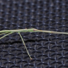 Unidentified Stick insect (Phasmatodea) (TBC) at Wellington Point, QLD - 25 Aug 2022 by TimL