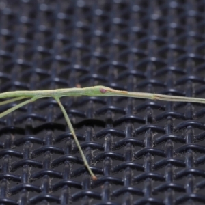 Unidentified Stick insect (Phasmatodea) (TBC) at suppressed by TimL