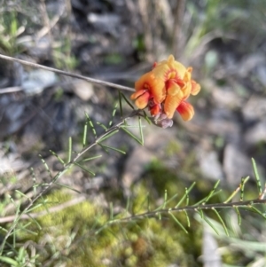 Dillwynia sp. Yetholme (P.C.Jobson 5080) NSW Herbarium at Aranda, ACT - 3 Sep 2022 03:56 PM