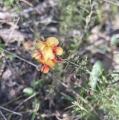 Dillwynia sp. Yetholme (P.C.Jobson 5080) NSW Herbarium at Molonglo Valley, ACT - 3 Sep 2022