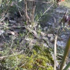 Dillwynia sp. Yetholme (P.C.Jobson 5080) NSW Herbarium at Aranda, ACT - 3 Sep 2022